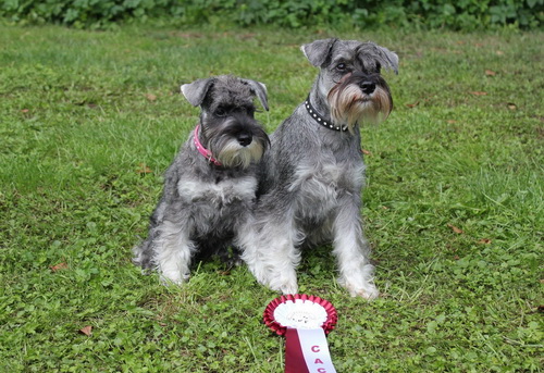 top schnauzer breeders