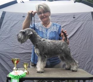 merle schnauzer club of america