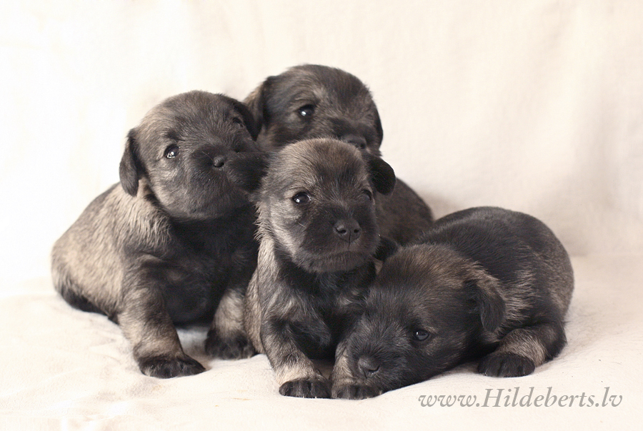 Litter Hildebert's S1 - 3 weeks old
