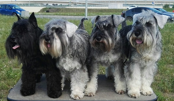 48+ Where Is Angelic Schnauzer Puppies Located Pics